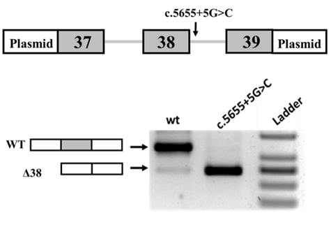 Функциональный анализ варианта c.5655+5G>C в гене MYH7