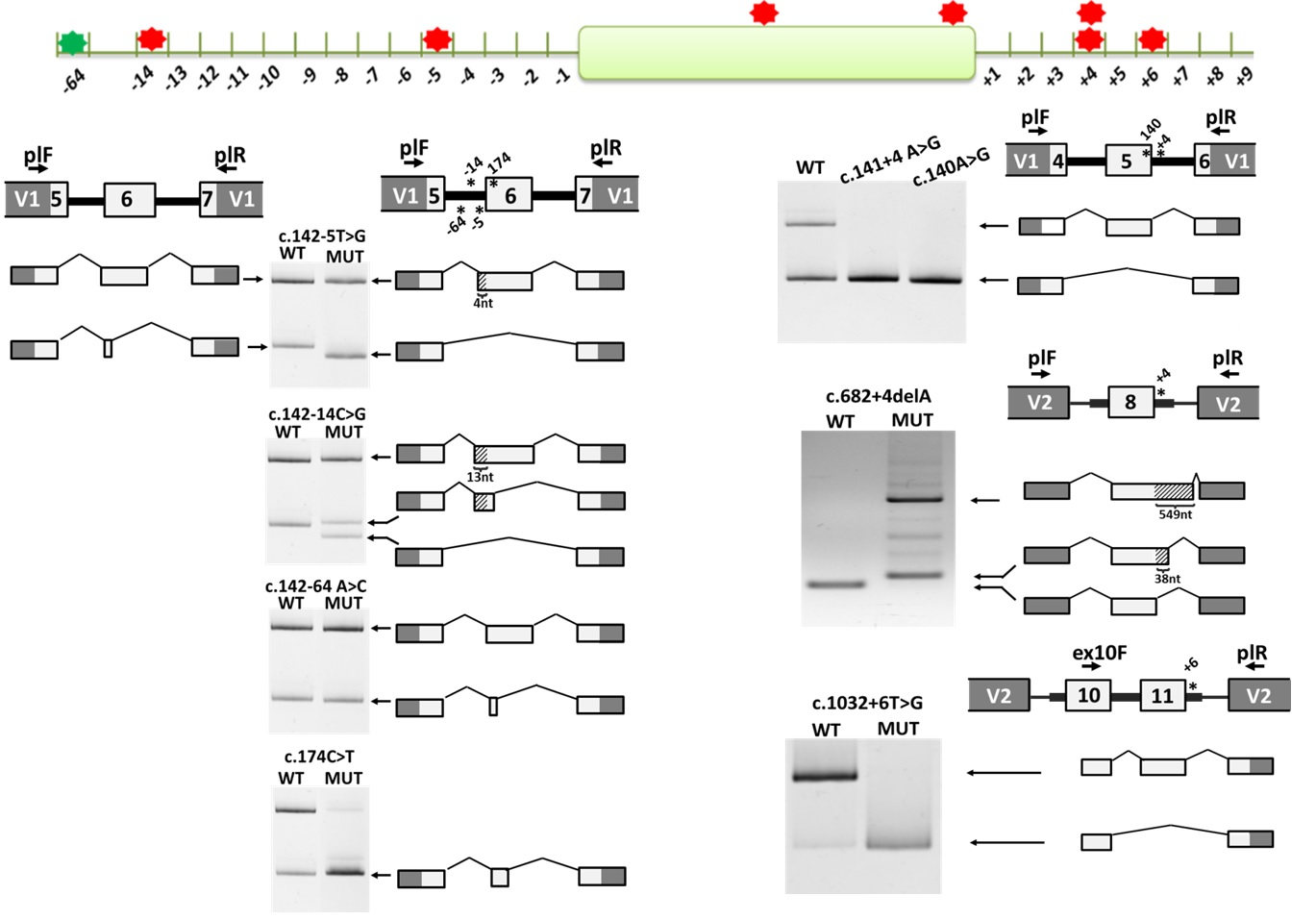 Функциональный анализ вариантов, влияющих на сплайсинг, в гене PAX6